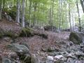 326 Soulige Waldabfahrt.JPG